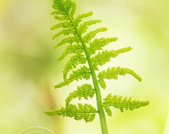 New Fern - Fern Macro, Fern Close Up, Fern Photo
