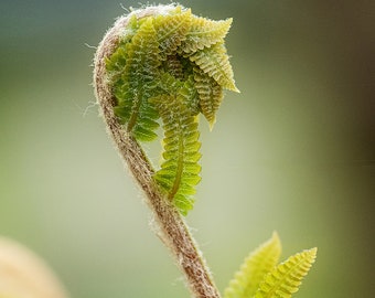 Baby Fern Leaves - Fern Macro, Fern Close Up, Fern Photo