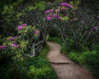 Craggy Gardens - Mountain Trail - Blue Ridge Mountains, Craggy Gardens, Craggy, Blue Ridge Parkway, Rhododendrons, Purple, Rhododendron
