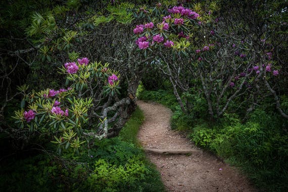 Craggy Gardens - Mountain Trail - Blue Ridge Mountains, Craggy Gardens,  Craggy, Blue Ridge Parkway, Rhododendrons, Purple, Rhododendron - Etsy New  Zealand