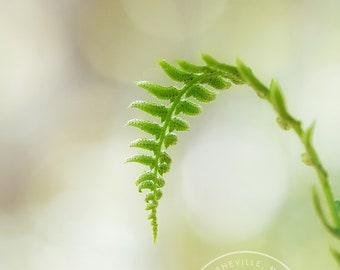 Dainty Fern - Fern Macro, Fern Close Up, Fern Photo