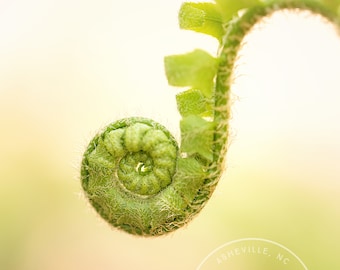 Baby Fern - Fern Macro, Fern Close Up, Fern Photo