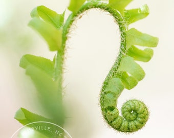 Arching Fern - Fern Macro, Fern Close Up, Fern Photo