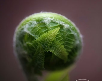 Fern Leaves - Fern Macro, Fern Close Up, Fern Photo