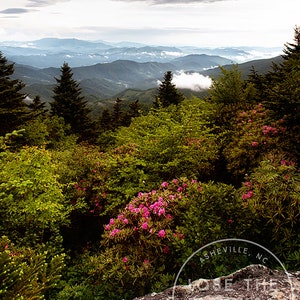 May include: A scenic view of a mountain range with lush green trees and pink flowers in the foreground. The sky is cloudy and the mountains are in the distance. The text "Asheville, NC" and "Lose the Trail Find Adventure" is visible on a rock in the foreground.