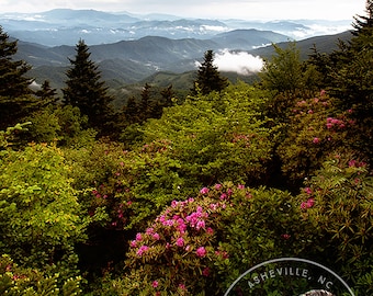 Rhododendrons in the Mountains - Roan Mountain, Rhododendron Blooms, Mountain View