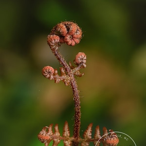 Baby Autumn Fern - Fern Macro, Fern Close Up, Fern Photo