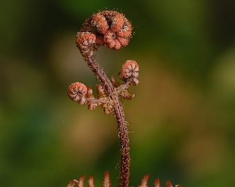Baby Autumn Fern - Fern Macro, Fern Close Up, Fern Photo