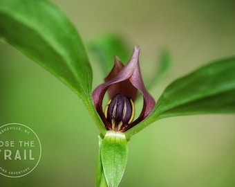 Trillium Bloom Macro - Macro flower, bloom macro, spring, blossom, trillium