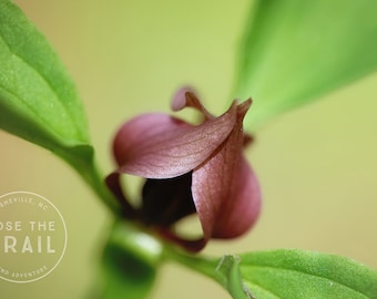Trillium Bloom - Macro flower, bloom macro, spring, blossom, trillium