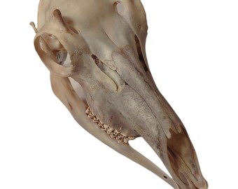 Pronghorn Antelope Skull