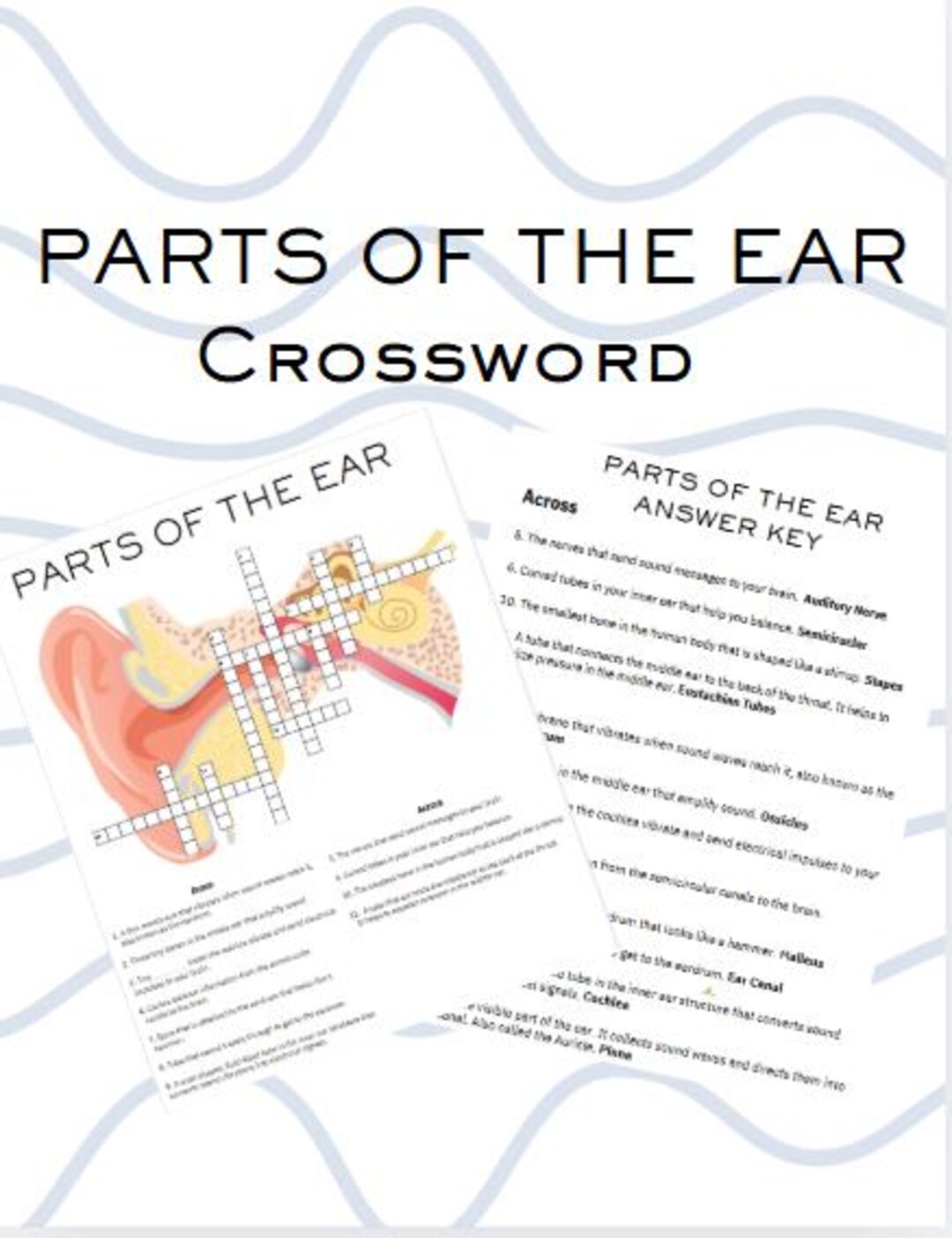 Parts of the Ear Crossword Puzzle Etsy