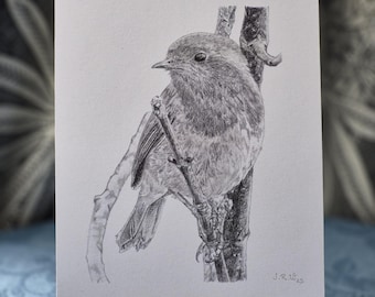 ROBIN - Wildlife Wall Art Print