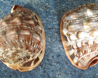 Set of two large vintage shells