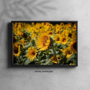 Sunflower Field Photography Print: Vibrant Floral Wall Art (Digital Download)
