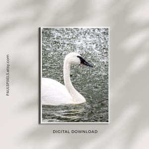 Cisne trompetero imprimible / Arte mural de cisne / Imagen digital de cisne blanco / Impresión de elegante pájaro nadando /