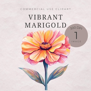 Marigold Flower Clipart PNG, Watercolor Orange Flower Graphic, Floral Crafting Image, Printable Clipart, Commercial Use, Digital Download