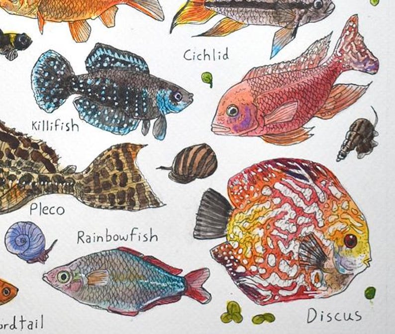 Discus Labelled Tropical Aquarium Fish – Watercolor Art Print - Etsy