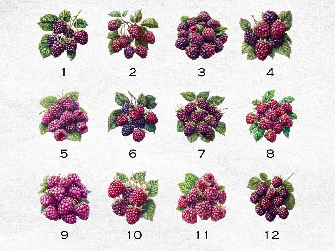 12 Raspberries Clipart Bundle, Printable Watercolour, JPG Set Junk ...