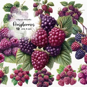 Pode incluir: Um pacote de clipart com 12 ilustrações de framboesas. As framboesas são representadas em vários tons de vermelho e roxo, algumas com um tom mais escuro, quase preto. As ilustrações são realistas e detalhadas, com sementes visíveis e um acabamento brilhante.