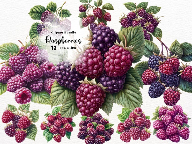 Purple Raspberry Watercolor Raspberries Watercolor Clipart Bundle: Scrapbooking Graphics (PNG, JPG ...