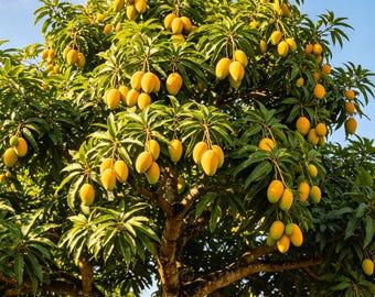 Mango Seeds for Home Gardening – Tropical Fruit Tree Seeds, Easy to Grow Exotic Plants, Sweet Fruit Producing Tree, Suitable for Outdoor