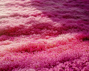 Moss Phlox Seeds – Perennial Creeping Flower Ground Cover, Pink Purple White Blooms
