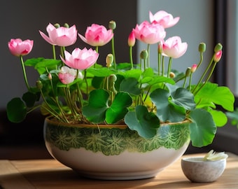 Miniatyrskål Lotusfrön | Helig vattenväxt för trädgården, uteplatskruka, vattenblomma