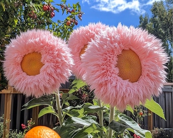 Graines de tournesol roses géantes : grandes fleurs rares pour les jardins, bouquets coupés, plantes d'extérieur adaptées aux pollinisateurs