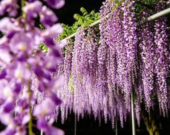 Lila blåregnsfrön | Klätterväxt för trädgårdsspaljé, doftande blommor, härdig perenn, arvegetarisk växt, lätt att odla