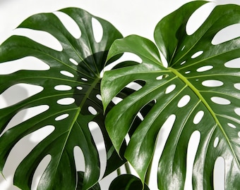 Monstera Deliciosa Live Plant, Swiss Cheese Plant, Indoor Tropical Houseplant for Home Decor, Air Purifying Potted Plant, Easy Care