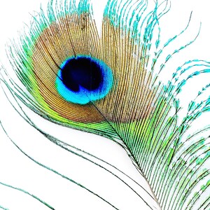 Peacock Printable Wall Art, Set of THREE, 8" X 10" Prints, Peacock ...
