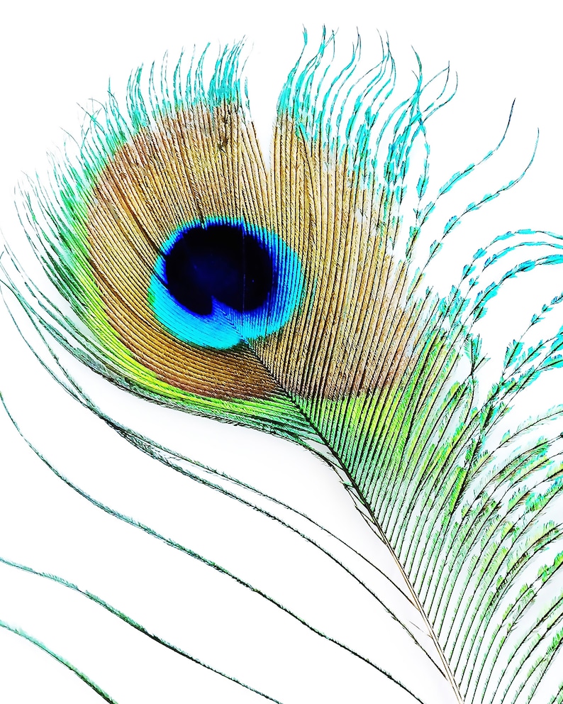 Peacock Feathers Art Set of THREE 8 x 10 Prints Etsy