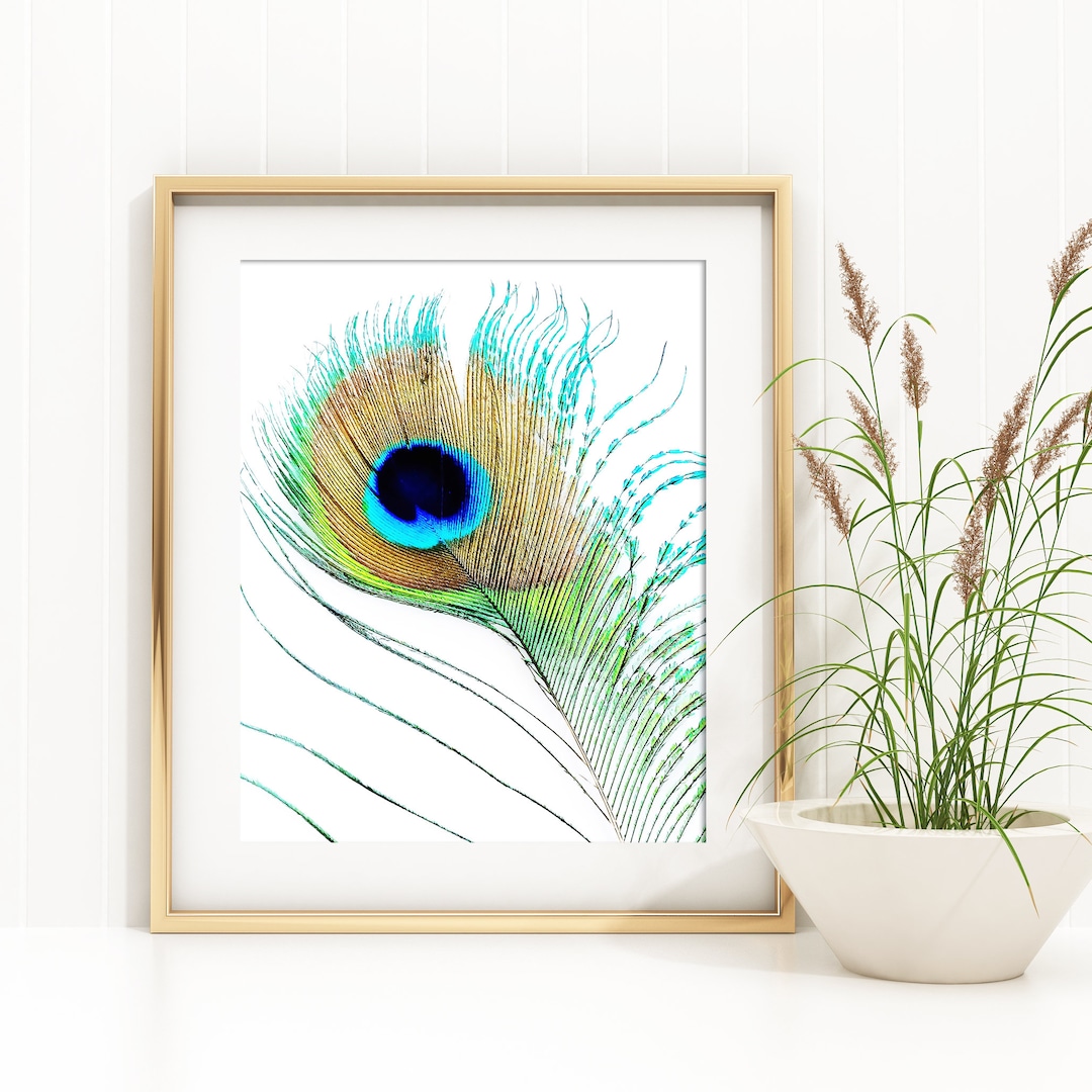 Wall Mural Plume de paon - Peacock feather