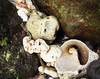 shell photograph, Ocean photograph, Beach photograph, seascape photograph