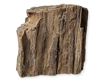 Petrified wood / Symbolizes roots and balance / 4 inches
