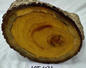 Mulberry project log with branch junction, 10 x 6.25 inches (stump end)