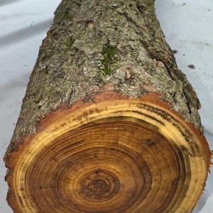 Large Black Locust project log with branch junction, 29 x 4.25 inches green wood