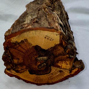 Puede incluir: Una sección transversal de un tronco de árbol, que muestra anillos de crecimiento concéntricos en tonos marrones y beige. La corteza es áspera y texturizada, con un color marrón oscuro. El texto "LOT 611" es visible en una etiqueta blanca.