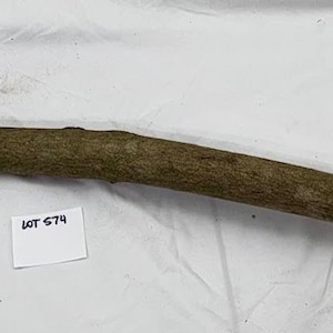 May include: A long, curved, brown wooden stick with a rough texture. The stick is lying on a white surface. A small white tag with the text "MF 679" is visible.