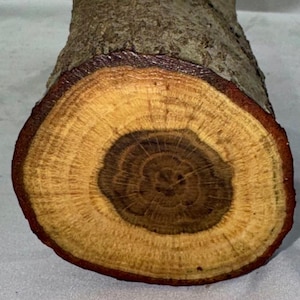 May include: A section of tree trunk, displaying the annual growth rings in shades of brown and yellow. The bark is rough and textured, with a dark brown outer edge. The text "LOT 754" is visible.