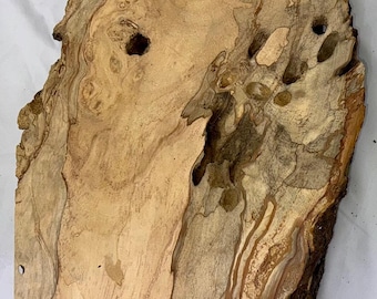 Rustic spalted Apple wood for epoxy resin or stabilization, 16 x 12 (widest point) x 2 in.