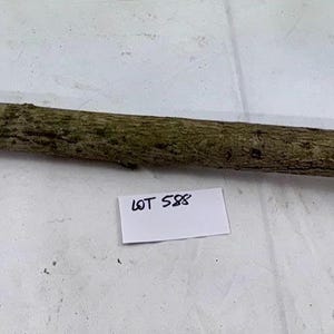 May include: A long, curved wooden stick with a rough, textured surface. The stick is primarily brown with patches of green and dark spots. The stick is lying on a white surface. A small white label with black text is visible.