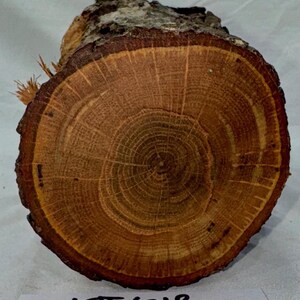 Puede incluir: Una sección transversal de tronco de árbol, mostrando anillos de crecimiento concéntricos en tonos marrón y beige. El borde de la corteza es visible, con una superficie rugosa y texturizada. El texto "LOT 618" es visible en la parte inferior.