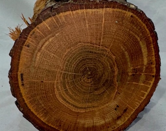 Heavily-figured White Oak project log with branch junction knots, 15.25 x 4 inches