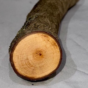 Honey Locust craft log, green project wood for woodworking, wood carving, wood turning, blanks, crafts and decoration