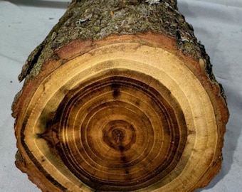 Black Locust project log, 14.75 x 3.75 inches green wood