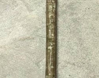 Musclewood Walking Stick/Walking Staff Blank, 63.5 x 1.25 inches (.75 narrow end)