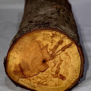 Spalted Maple project wood, project log for woodworking, wood turning, wood carving, blanks or decoration