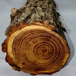 Black Locust Wood Project Log, Green Wood 14 x 3.5 inches